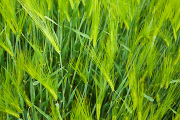 Image showing Wheat field closeup