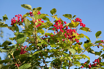 Image showing Red berries