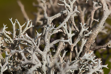 Image showing Iceland moss