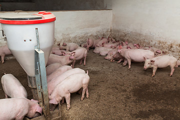 Image showing Pig farm