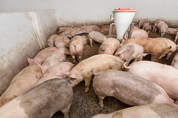 Image showing Pig farm