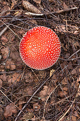 Image showing Poison mushroom