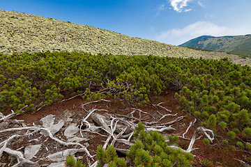 Image showing Carpathians mountains