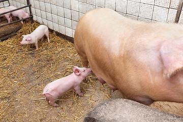 Image showing Sow pig with piglets