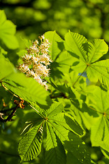 Image showing Chestnut leaf