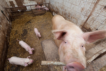 Image showing Sow pig with piglets