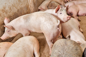 Image showing Pig farm