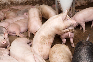 Image showing Pig farm