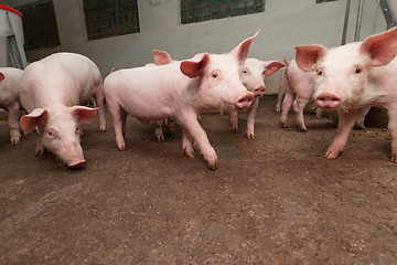 Image showing Pig farm