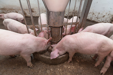 Image showing Pig farm