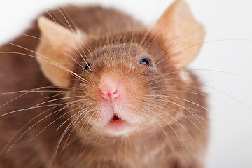 Image showing Mouse portret