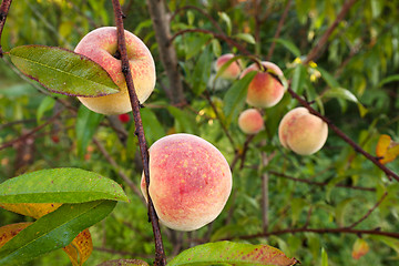 Image showing Peach tree