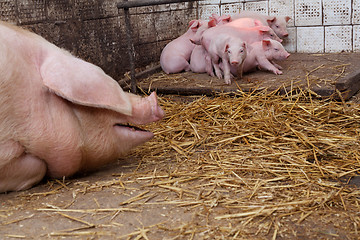 Image showing Sow pig with piglets