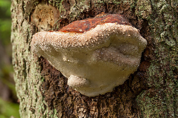 Image showing Parasitic mushroom