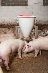 Image showing Pig farm