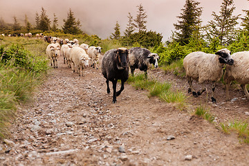 Image showing Sheeps