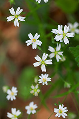 Image showing Group of tiny Stitchwort flowers