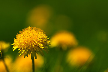 Image showing Flower of dandelion