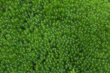 Image showing Fresh green grass