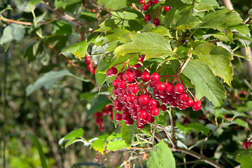 Image showing Red berries