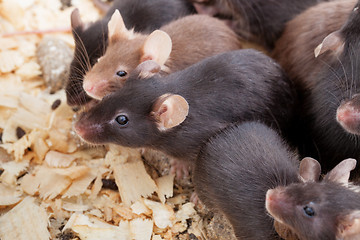 Image showing Group of Mouses