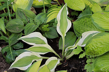 Image showing Hosta Naked Lady