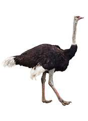 Image showing Ostrich