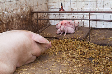 Image showing Sow pig with piglets