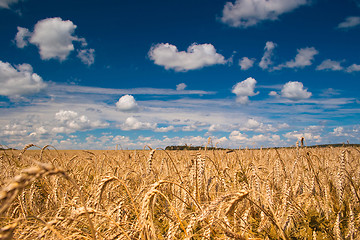 Image showing Field of wheat 