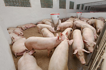 Image showing Pig farm