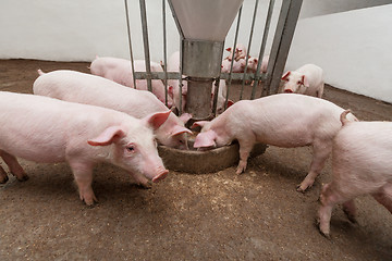 Image showing Pig farm