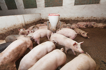 Image showing Pig farm