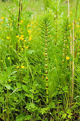 Image showing Spring meadow