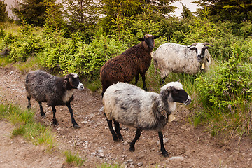 Image showing Sheeps walks in carpathian mountains