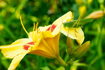 Image showing Grasshopper on lily flower