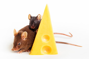 Image showing Mouse happiness