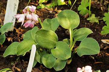 Image showing Hosta Popo