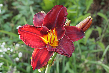 Image showing Image of beautiful lily