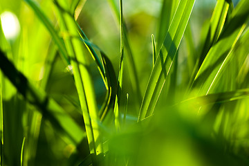Image showing Grass. Close up