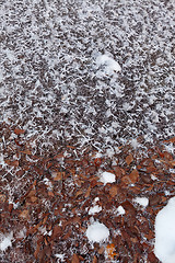 Image showing Icy snowflakes