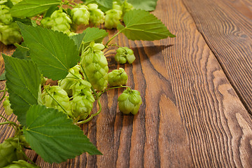 Image showing Hop plant on a wooden table