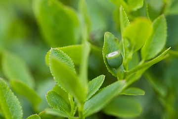 Image showing Unripe blueberries