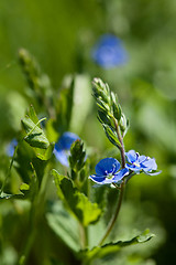 Image showing Tiny Blue Field Flower Veronica chamaedrys