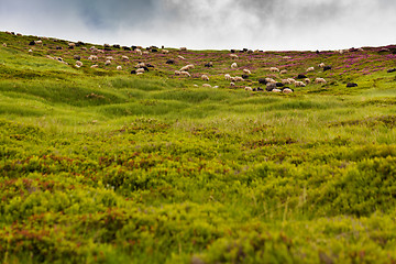 Image showing Sheeps