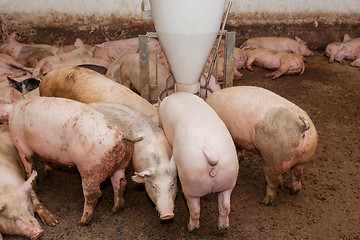 Image showing Pig farm