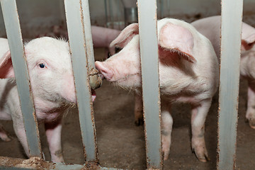 Image showing Pig farm