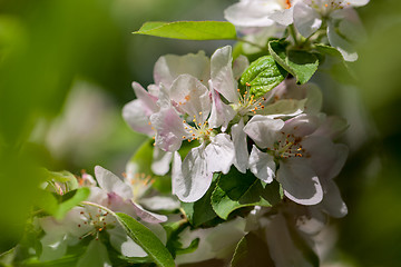 Image showing Apple tree blossom