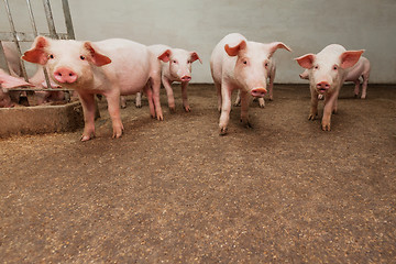 Image showing Pig farm