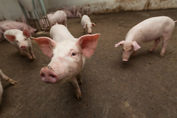 Image showing Pig farm