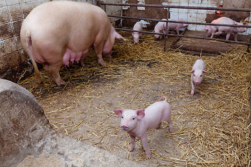 Image showing Sow pig with piglets